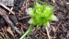 Osteospermum monstrosum