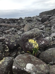 Dendrobium speciosum