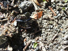 Hydrophilus triangularis