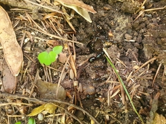 Camponotus kiusiuensis