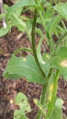 Osteospermum monstrosum