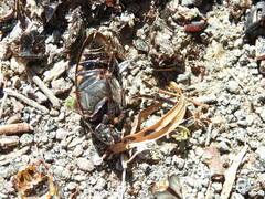 Hydrophilus triangularis