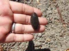 Hydrophilus triangularis