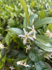 Jasminum multiflorum