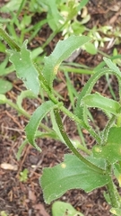 Osteospermum monstrosum