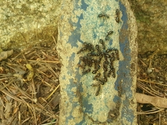 Camponotus kiusiuensis