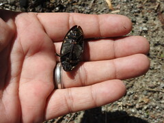 Hydrophilus triangularis