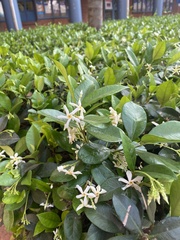Jasminum multiflorum