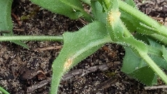 Osteospermum monstrosum