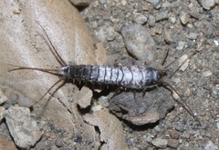 Allacrotelsa spinulata