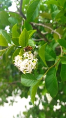 Palpada vinetorum