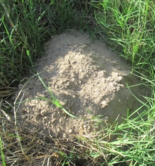 Geomys breviceps