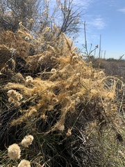 Cuscuta californica