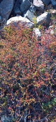 Crassula subaphylla subaphylla
