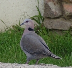 Streptopelia semitorquata