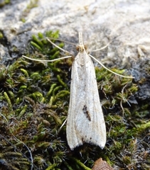 Diasemia