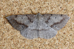 Taxeotis perlinearia