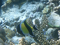 Zanclus cornutus