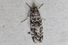 Scoparia chiasta