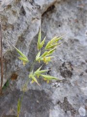 Bromus intermedius