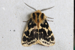 Ardices curvata