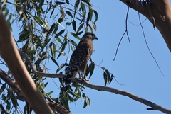 Buteo lineatus elegans