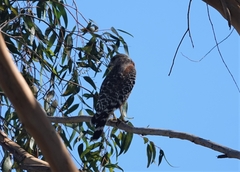 Buteo lineatus elegans