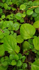 Plectranthus verticillatus