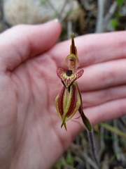 Caladenia cardiochila