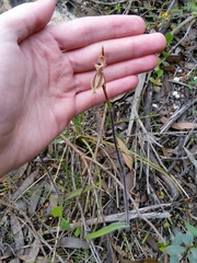 Caladenia cardiochila