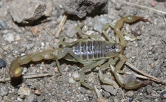 Paruroctonus silvestrii