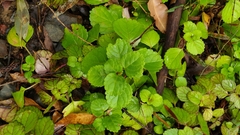 Plectranthus verticillatus