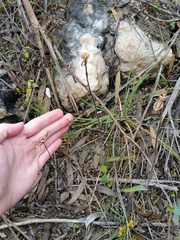 Caladenia cardiochila