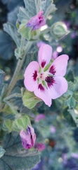 Anisodontea scabrosa
