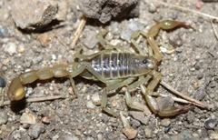 Paruroctonus silvestrii