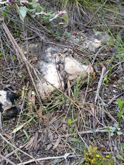 Caladenia cardiochila