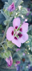 Anisodontea scabrosa