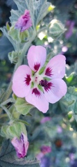 Anisodontea scabrosa