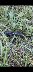 Ambystoma tigrinum