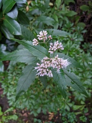 Eupatorium lindleyanum