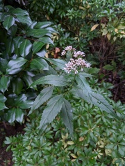 Eupatorium lindleyanum