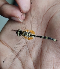 Trithemis pallidinervis