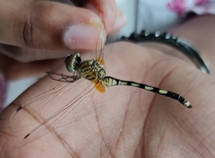 Trithemis pallidinervis