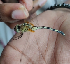 Trithemis pallidinervis