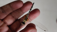 Trithemis pallidinervis