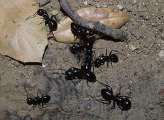 Camponotus laevigatus