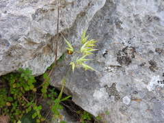 Bromus intermedius