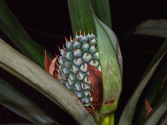 Benstonea parva