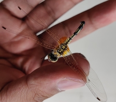 Trithemis pallidinervis