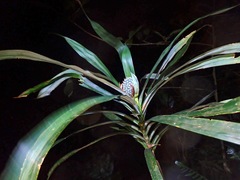 Benstonea parva